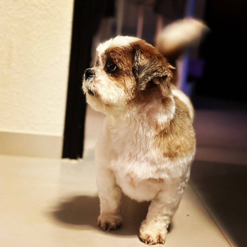 Shih Tzu mit frischem Schnitt