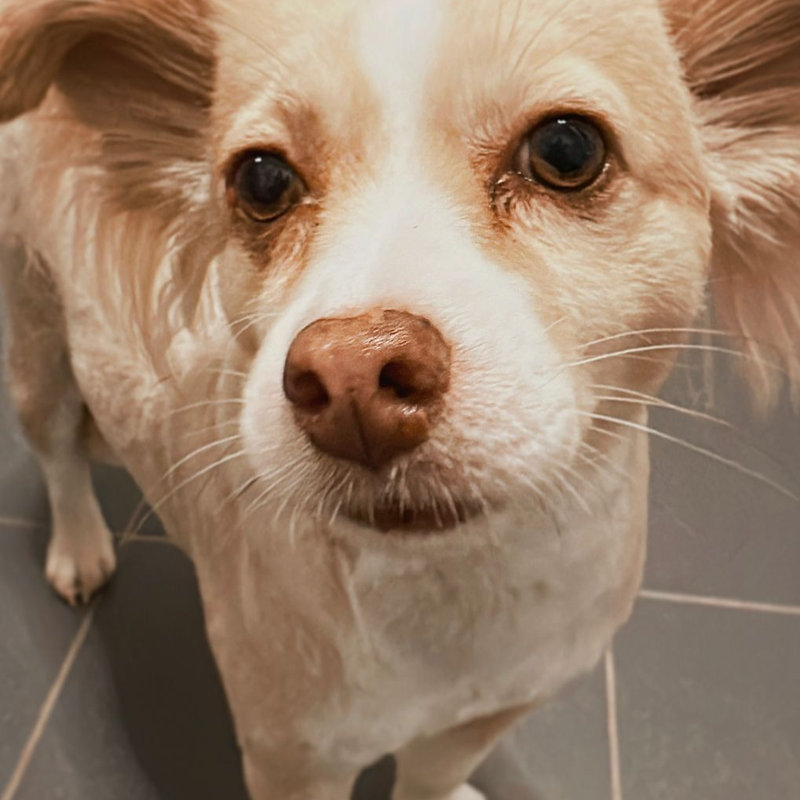 Neugieriger Hund schaut in die Kamera