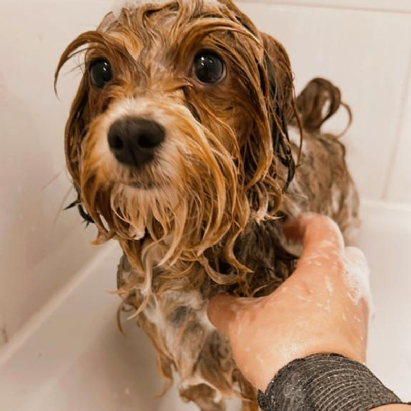 Hund beim Schaumbad im PfotenSpa